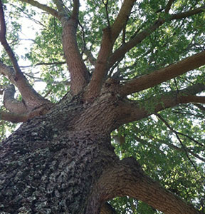 Southern Oak Southern Oak