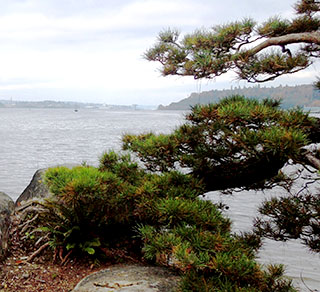 Pine on shore’s edge enhances view from Bremerton’s Elandan Gardens Pine on shore’s edge enhances view from Bremerton’s Elandan Gardens