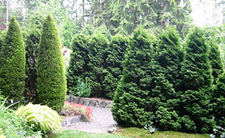 Linear rows of vertical conifers at Heronswood, a botanical garden in Kingston, WA, provide effective screening as well as bold design elements Linear rows of vertical conifers at Heronswood, a botanical garden in Kingston, WA, provide effective screening as well as bold design elements