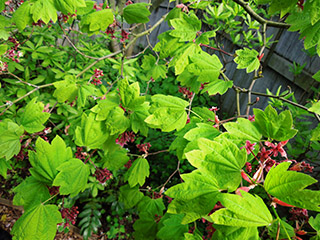Vine Maple, often seen growing below immense native conifers, thrives in deep shade Vine Maple, often seen growing below immense native conifers, thrives in deep shade