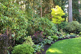 The new shrub border, looking west – a mix of deciduous, broadleaf evergreens and conifers create color and texture all year.