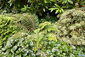 Front border low-growing plants provide year-round interest by combining evergreen and deciduous plants. Seasonal color changes and varying leaf textures engage the eye.