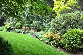 One year after installation: After months of successive Spring Rhododendron blooms, the new planting is filling in nicely, with blue Hosta, orange autumn fern, and red Berberis providing color amongst the varying greens.