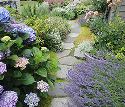 The built in seating faces the view and doubles as a retaining wall. A side yard stepping stone pathway features favorite roses and hydrangeas at the new Kirkland residence.